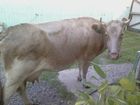 Просмотреть фотографию  корова 36746549 в Шарыпово