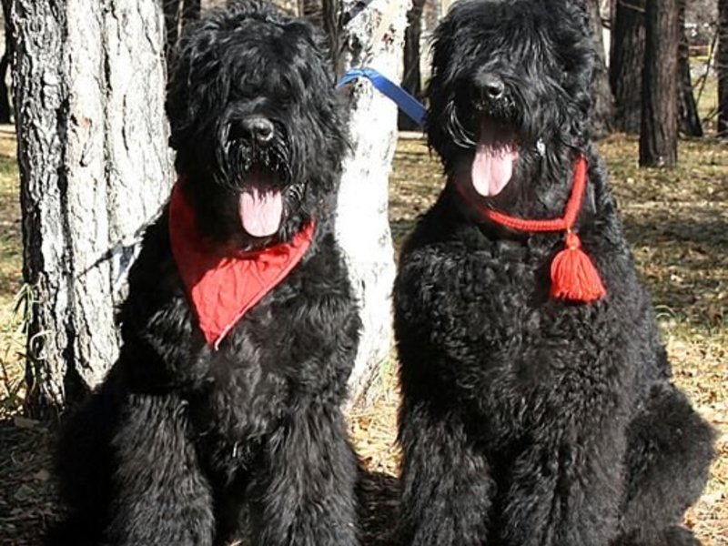 Добродушие и приветливость