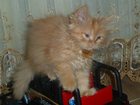 Новое foto Вязка Персидская кошка 33710937 в Смоленске