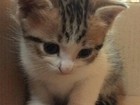 foto        35851095  