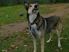 Смотреть фотографию Отдам даром Ищем нового хозяина для собаки 37447486 в Солнечногорске