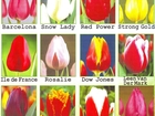 Смотреть foto  Тюльпаны к 8 Марта 38393984 в Старом Осколе