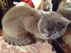 Уникальное фотографию Потерянные Потерялась кошка 38680463 в Старом Осколе