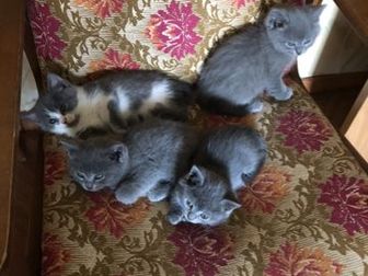 4 британских котят,  3 мальчика и 1 девочка,  1,5 месяца,  Трое серых, один котёнок серо-белый, в Старом Осколе