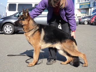 Новое фотографию Вязка собак Молодой кобель с документами на вязку 33530946 в Ставрополе