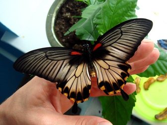 Просмотреть фотографию Организация праздников Уникальный подарок из живых бабочек 33888937 в Ставрополе