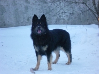 Уникальное изображение Вязка собак Кобель немец для вязки 35134105 в Ставрополе