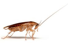 уничтожение насекомых Нано технология