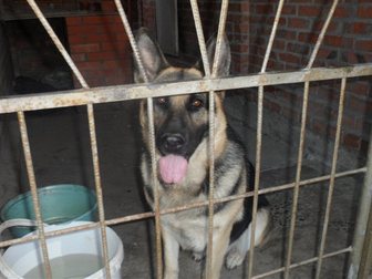 Свежее фото Потери Пропала собака, 32671129 в Таганроге
