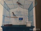 Просмотреть foto Птички Продам птичек 33097016 в Тюмени