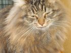 Просмотреть foto  Кот в дар 32391891 в Тольятти