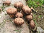 Смотреть foto  Выращивание грибов шиитаке дома 33402164 в Туле