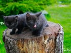 Котят метисов от сибирской кошки и мейн-куна
