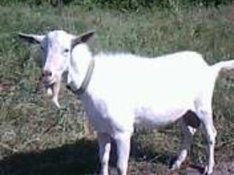 Уникальное фото  Зааненские козы 32918184 в Туле