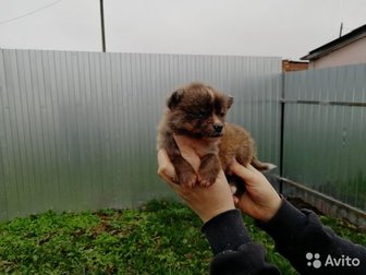 Продаются щенки Акита-ину, возраст 1месяц 2 недели в Туле