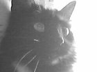 Новое foto  Потерялась кошка 33363945 в Уфе