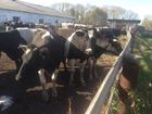 Новое изображение Другие животные Коровы дойные черно-пестрый породы 40982317 в Дзержинске