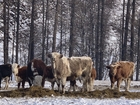Скачать фото Другие животные Закуп крупного рогатого скота по всей России 86687556 в Уфе