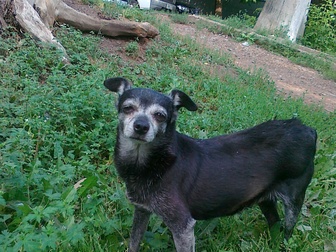 Смотреть изображение Потерянные Найдена собака 36929862 в Уфе