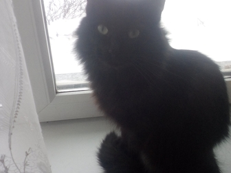 Смотреть фото Отдам даром - приму в дар Отдам кота в добрые руки,кот красивый,крупный,ласковый, Кастрирован, Есть еще кот черный и кошка, Все кастрированы-стерилизованы 68702827 в Уфе