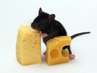 Просмотреть foto Грызуны Отдам в добрые руки очаровательных крысят 33021034 в Ульяновске