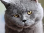 Смотреть изображение Вязка кошек Опытный британец на случку с адекватной развязаной кошечкой 61207663 в Ульяновске