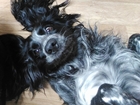 Увидеть изображение Вязка собак Вязка, Русский охотничий спаниель (кабель) 68790155 в Ульяновске