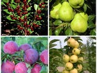 Скачать изображение Разное Саженцы плодово-ягодных деревьев 86357585 в Ульяновске