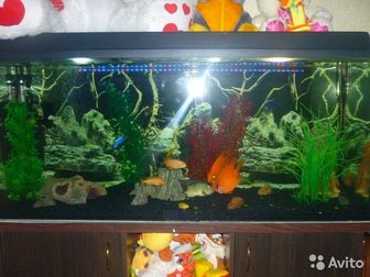 Свежее фото Аквариумные рыбки продам аквариум 32402250 в Ульяновске