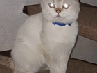 Скачать бесплатно foto Потерялись животные Пропал котик Вислоухий шотландец 82475922 в Владикавказе
