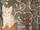 Просмотреть изображение Отдам даром отдам котенка в добрые руки 33807539 в Волгодонске