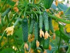 Уникальное изображение Растения купите семена огурцов со сверхдружной отдачей урожая 32366766 в Волгограде