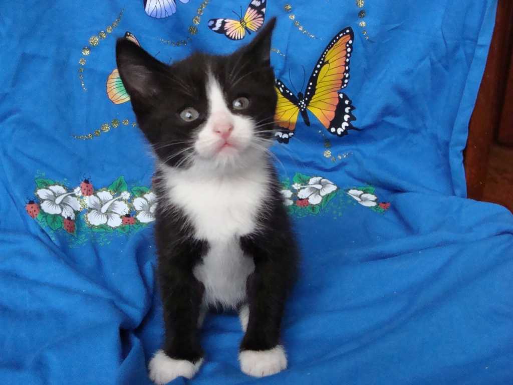 Котята Черные С Белой Грудкой Фото