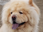 Свежее foto Вязка собак Кобель Чау-чау, для вязки, Родословная, паспорт, 2 полных года, кремовый окрас 71584437 в Воронеже